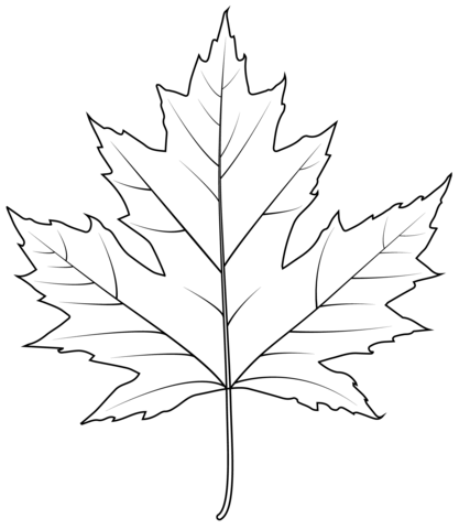 Silver Maple Leaf Coloring Page